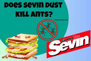 Read more about the article Ants vs Sevin Dust: Examining the Effectiveness of this Pest Control Method